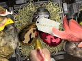 Weihnachtsgrüße aus dem Hühnerstall