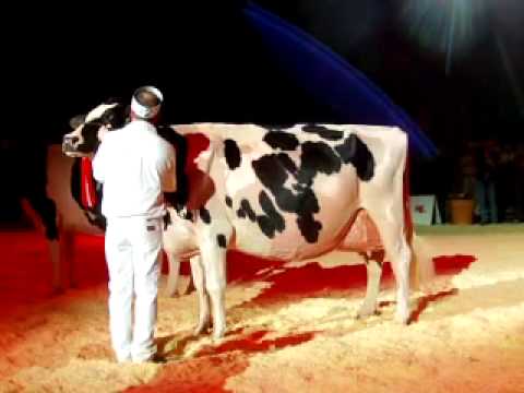 europameisterschaft - Die Schweizerin Decrausaz Iron O'Kalibra von GS Alliance, Bürglen, ist Championne der ältern Holstein-Kühe.