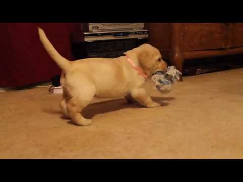 Yellow Lab Puppies – Buc~A~Buc Farm