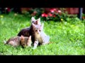Kittens can't use ActivOn