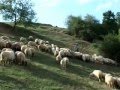 Undeva, in Europa ... Arad