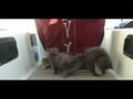 Bock Boatyard Kittens