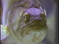 black bass