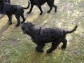 Riesenschnauzerwelpen aus VDH / PSK-Zucht!