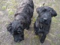 Riesenschnauzerwelpen aus VDH / PSK-Zucht!