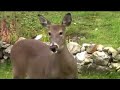 White Tail Deer Eating Apples White Tail Deer Eating Apples