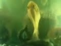 Parrot Fish Breeding
