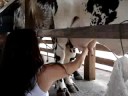 Lili tirando leite... Lili tirando leite...