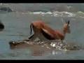 Bloody Animal Battle