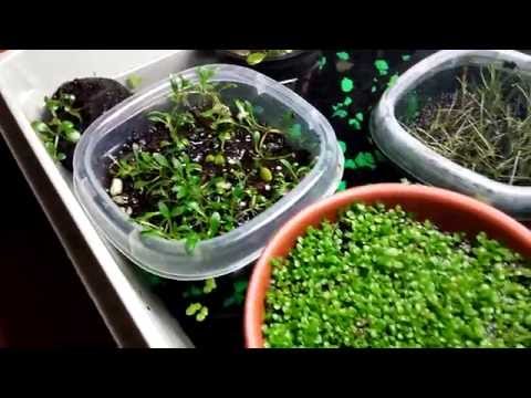 how to grow utricularia graminifolia emersed