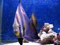 Batty the Platax Orbicularis Batfish