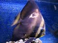 Batty the Platax Orbicularis Batfish