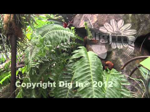 how to plant a rabbit foot fern