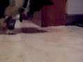 Dog Eating Fly Dog Eating Fly