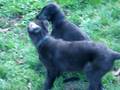 pupies irish wolfhound and borzoi and dogs snorlax
