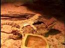 Pogona henrylawsoni
