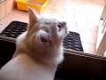 Cat attack ! Cat attack !
