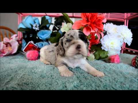 Delgado AKC Blue Merle Male Cocker Spaniel Puppy for sale