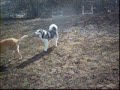 taz-at-the-dog-park.html