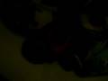 videos de Amber J 88.AVI