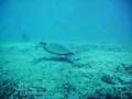 Scuba Diving at Koko Craters, Oahu, Hawaii - 09 SEP 2007