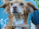 FOSTER A DOG MILOFOUNDATION.ORG 092208 FOSTER A DOG MILOFOUNDATION.ORG 092208