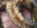 Starfish tube feet