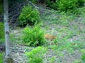 CACCIA DI SELEZIONE AL CAPRIOLO