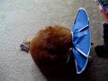 Nardo plays with toy with halo on
