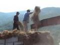 videos de La trebbiatura del grano a Groppo di Albareto