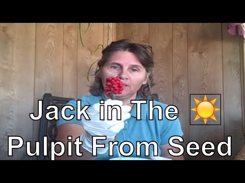 how to transplant jack in the pulpit