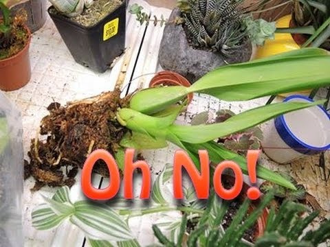 how to harvest orchid seeds