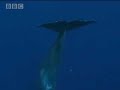 Beautiful underwater shots of the sperm whale - BBC wildlife Beautiful underwater shots of the sperm whale - BBC wildlife