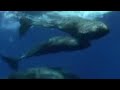 Beautiful underwater shots of the sperm whale - BBC wildlife