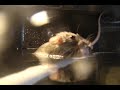 Rat Dives Deep Swimming Underwater *** MUST SEE ***