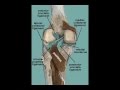 Running- The Knee side of things