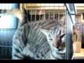 Foster - Humane Society of Monroe County