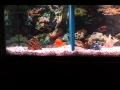 Red Devil Vs. Wolf Cichlid