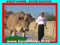 sarikaya barakli sarikaya barakli