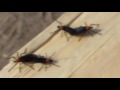 Folk Lure / Mindy Simmons / Ain\