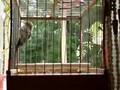 serin d'afrique
