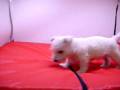 videos de Westy Macho COV REF:120