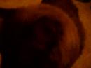 Mon chat yi� vrm cuute .