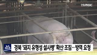 경북 '돼지 유행성 설사병' 확산 조짐