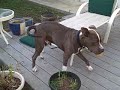 Duke In The Yard - Pit Bull