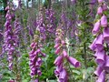 Container Gardening Magazine - the Foxglove Container Gardening Magazine - the Foxglove