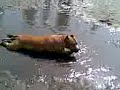 dirty dog