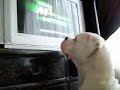 dog watching tv