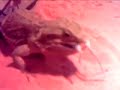 Bearded Dragon Gives Mouse No Chance!!!