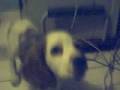 cocker spaniel